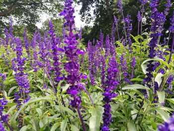 Purple flowers blooming on tree