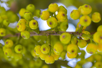 Close-up of grapes growing in vineyard