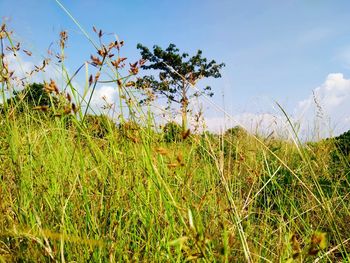 Plants on field against sky