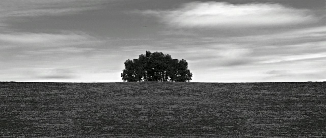 sky, landscape, tree, tranquility, tranquil scene, field, cloud - sky, nature, cloud, scenics, beauty in nature, growth, cloudy, rural scene, day, non-urban scene, outdoors, horizon over land, no people, single tree