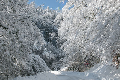 Snow covered trees on mountain