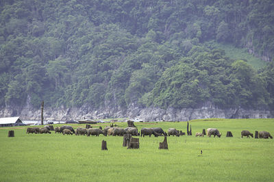 Flock of sheep grazing in field