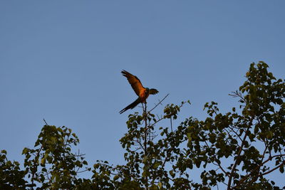 Low angle view of bird flying against clear sky