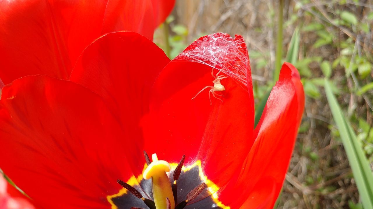 CLOSE-UP OF RED POPPY FLOWER ON LEAF