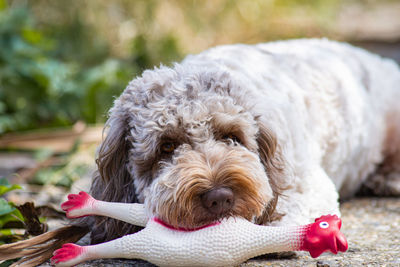 Cockapoo dog playing with toy