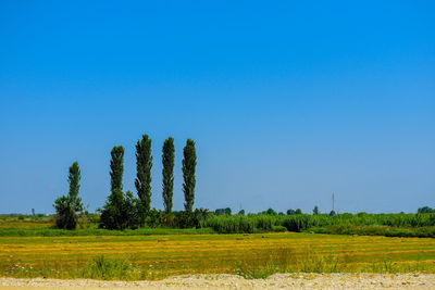 Scenic view of field against clear blue sky