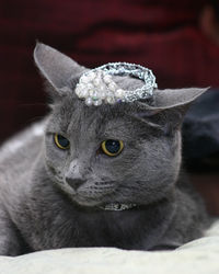 Close-up of diamond ring on cat head