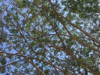 Low angle view of bamboo trees in forest