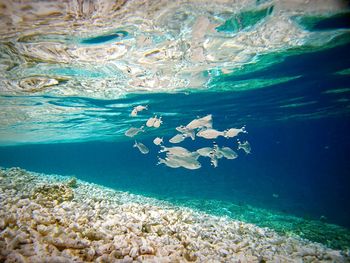 Fish swimming in sea