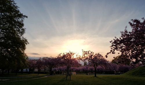 Trees against sky during sunset