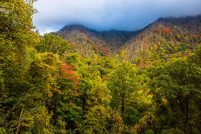 Scenic view of dense forest in saturated fall colors against sky with clouds awaiting a thunderstorm