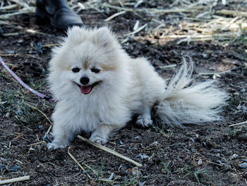 Close-up portrait of dog on field