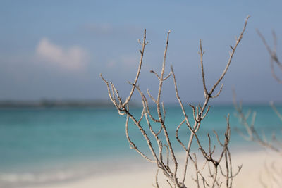 Close-up of plant on beach against sky