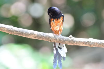 bird