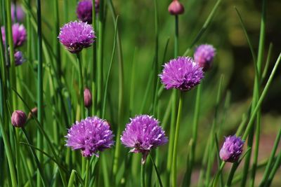 Close-up of pink flowers