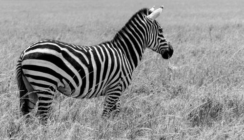 Side view of zebra standing on field