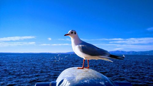 Seagull perching on a beach