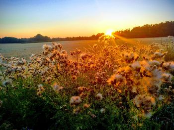 Plants growing on field against sky during sunset