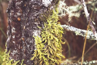 Close-up of lichen on tree trunk