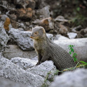 Lizard on rock