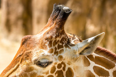 Close-up of a giraffe 