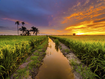 Scenic view of agricultural field against sky during sunset