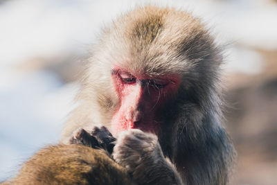 Close-up of a monkey