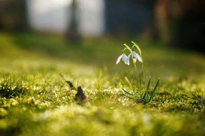 Close-up of couple white flowering snow drops on field