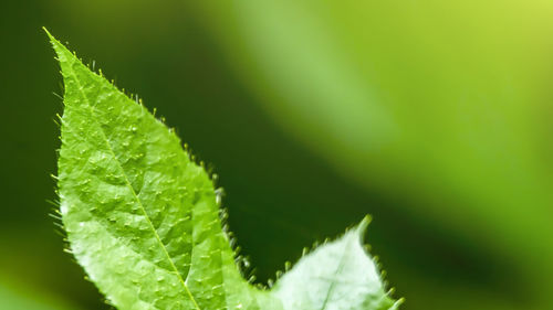 Macro shot of green leaves