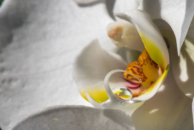 Close-up of yellow flower against blurred background