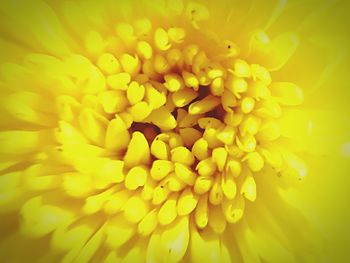Macro shot of yellow flower