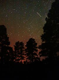 Low angle view of tree against star field