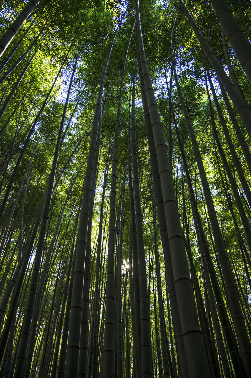 LOW ANGLE VIEW OF BAMBOO TREE