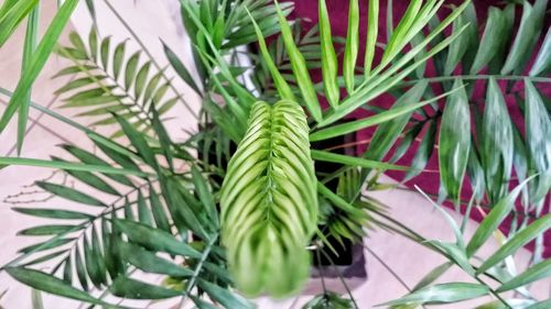 Close-up of fresh green plant