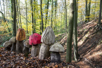 Autumn hike on the patensteig in the extertal. the foliage of the trees changes color. 