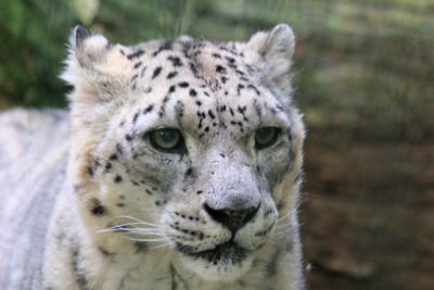 Watching snow leopard head