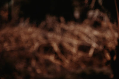 Full frame shot of plants