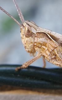 Close up of young grasshopper on wire