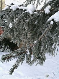 Close-up of snow on tree during winter