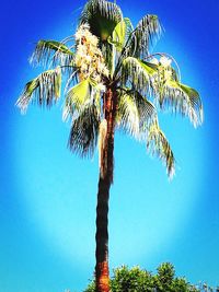 Low angle view of coconut palm tree against blue sky