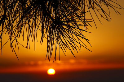 Silhouette tree against sea during sunset