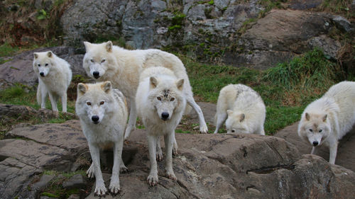Wolves standing on rock formation