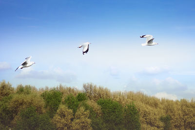 Birds flying over trees against sky