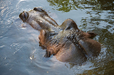 Close-up of turtle swimming in river