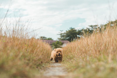 Portrait of dog running on field