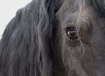 Close-up of animal eye