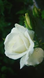 Close-up of white flowers