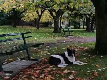 Dog in park