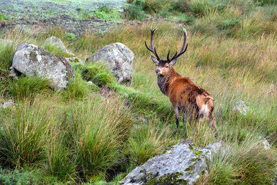 High angle view of deer walking on grassy field