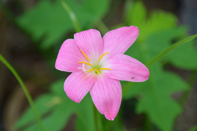 Close-up of pink flower blooming outdoors